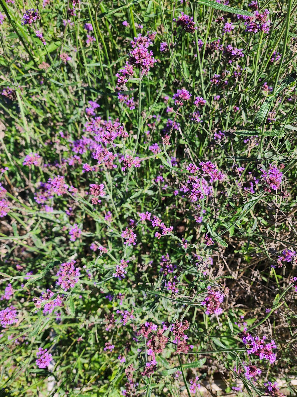 Verbena