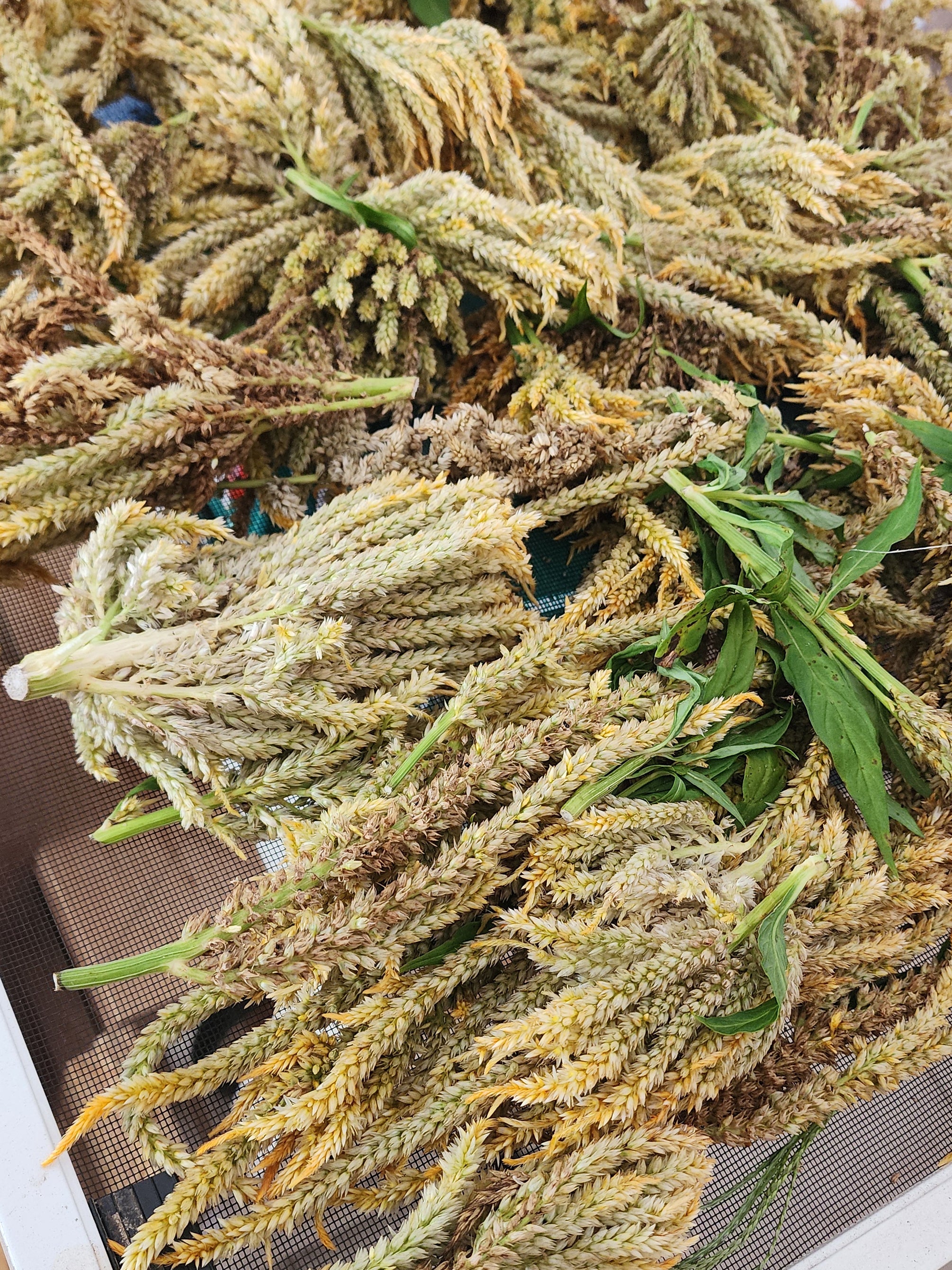 Yellow Celosia