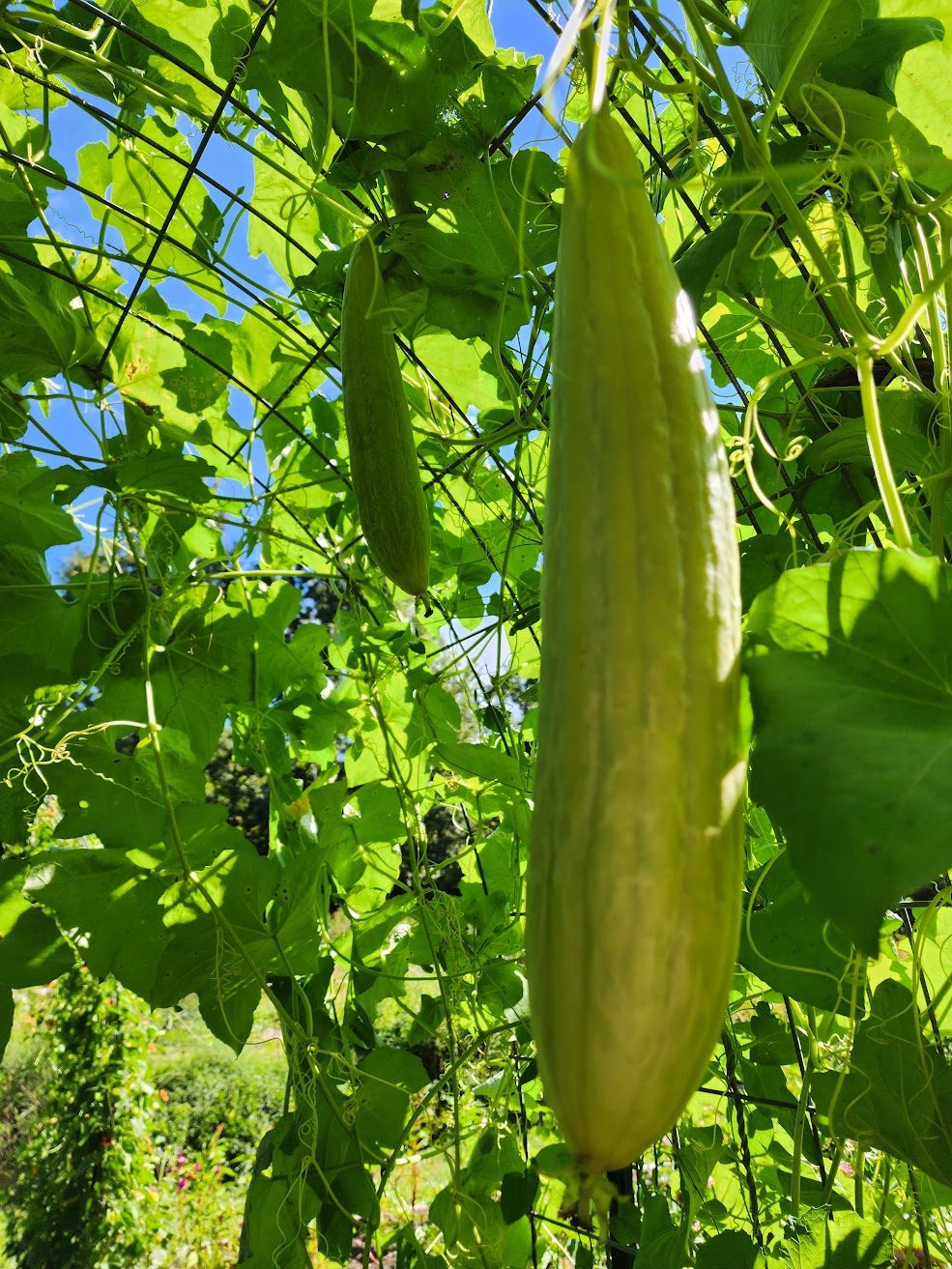 Luffa