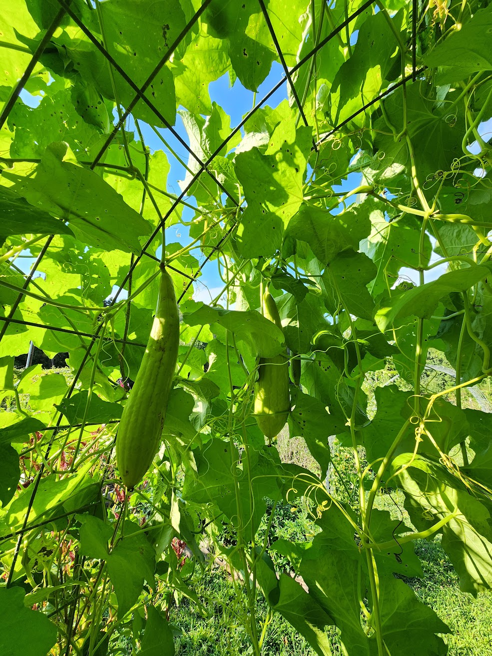 Luffa