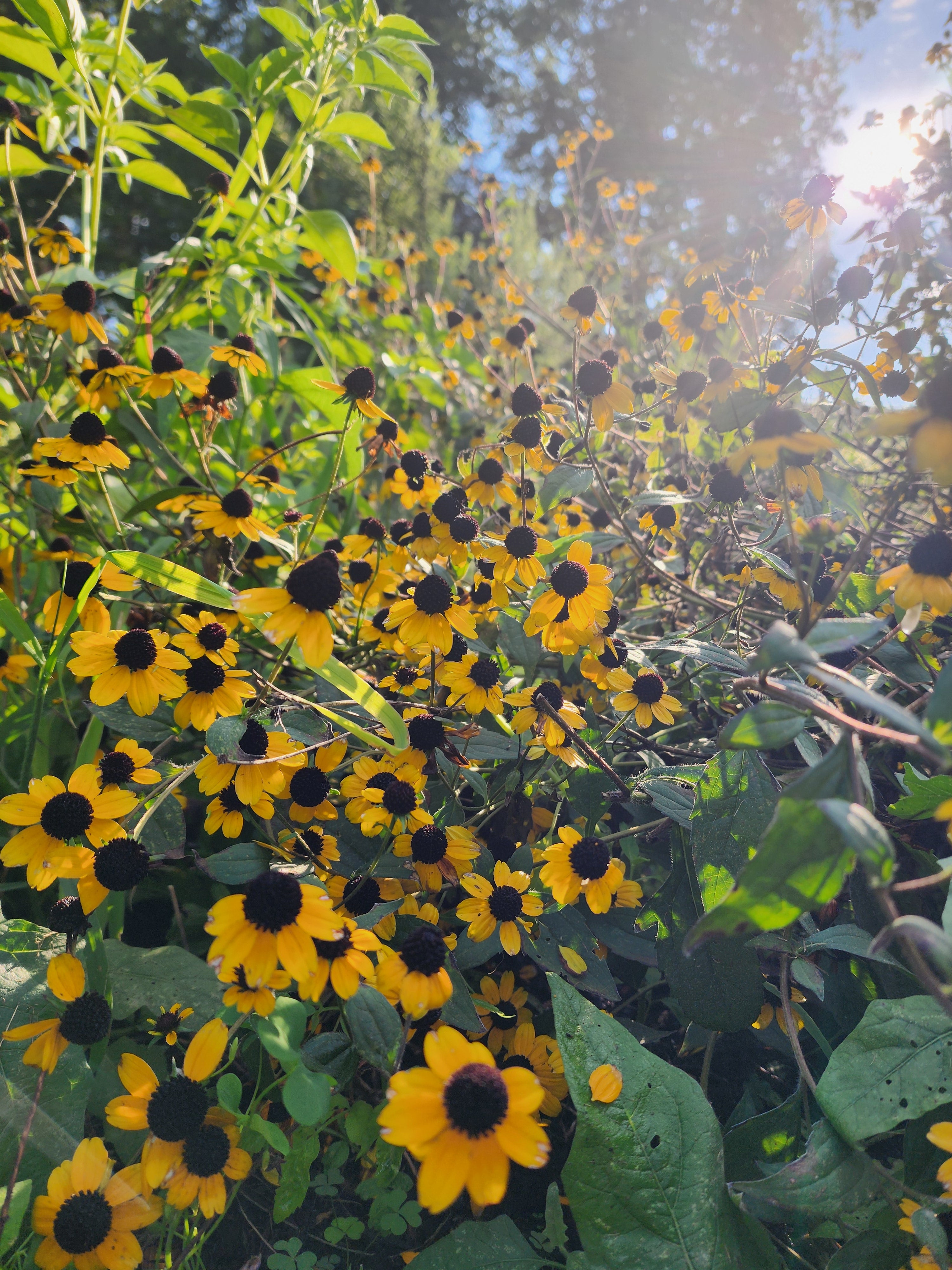 Brown-Eyed Susan