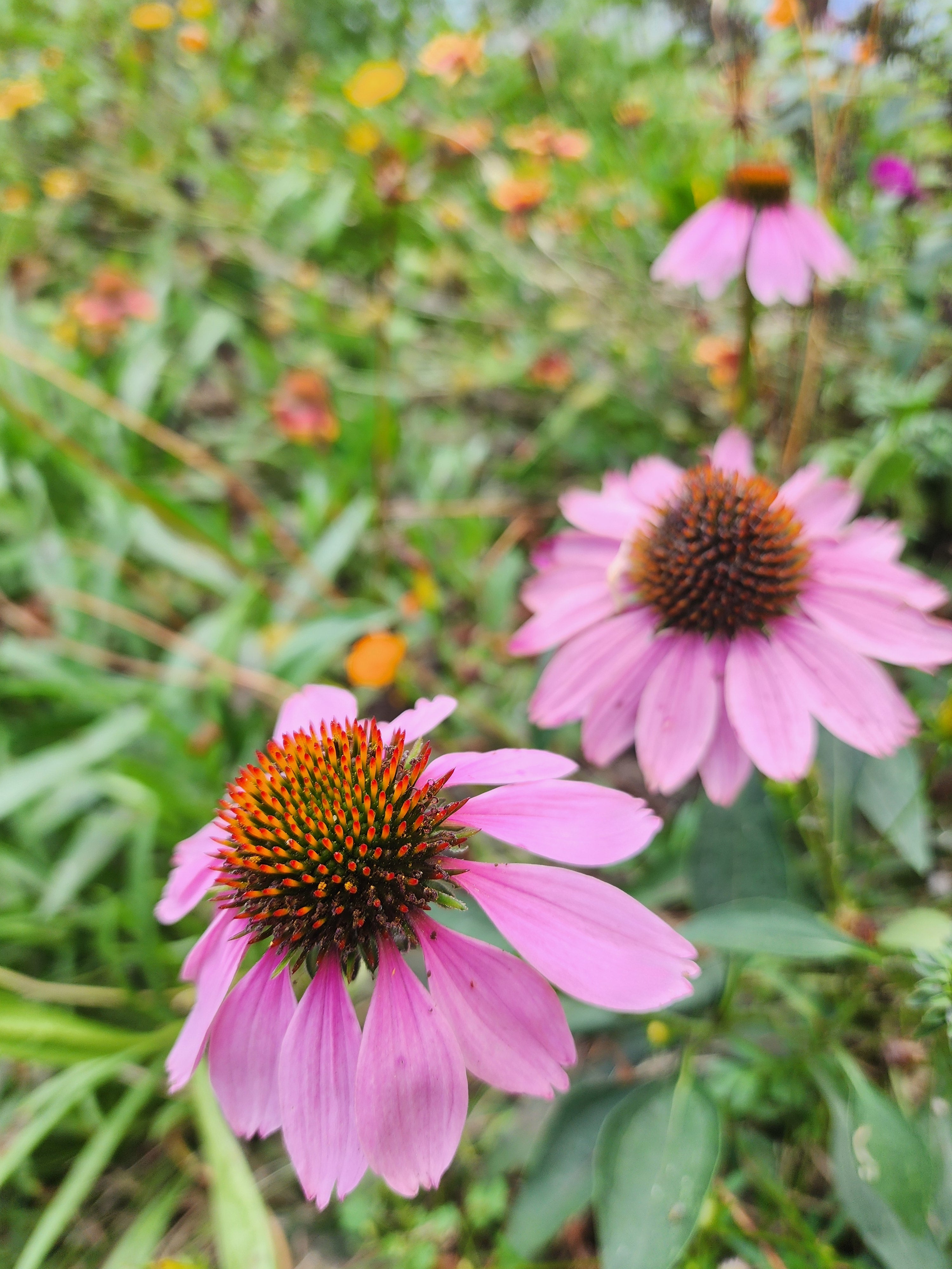 Echinacea (Coneflower)