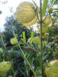 Hairy Balls Milkweed