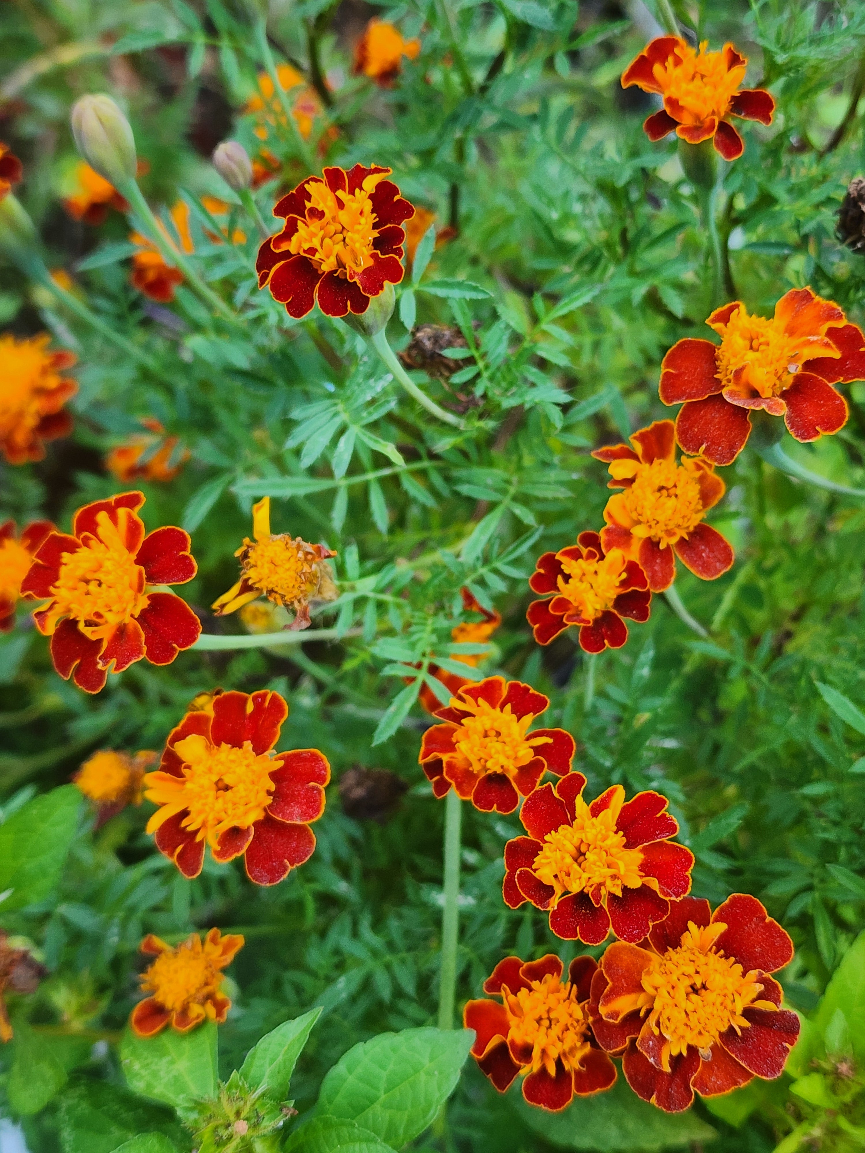 Orange Flame Marigold