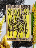 Yellow Celosia