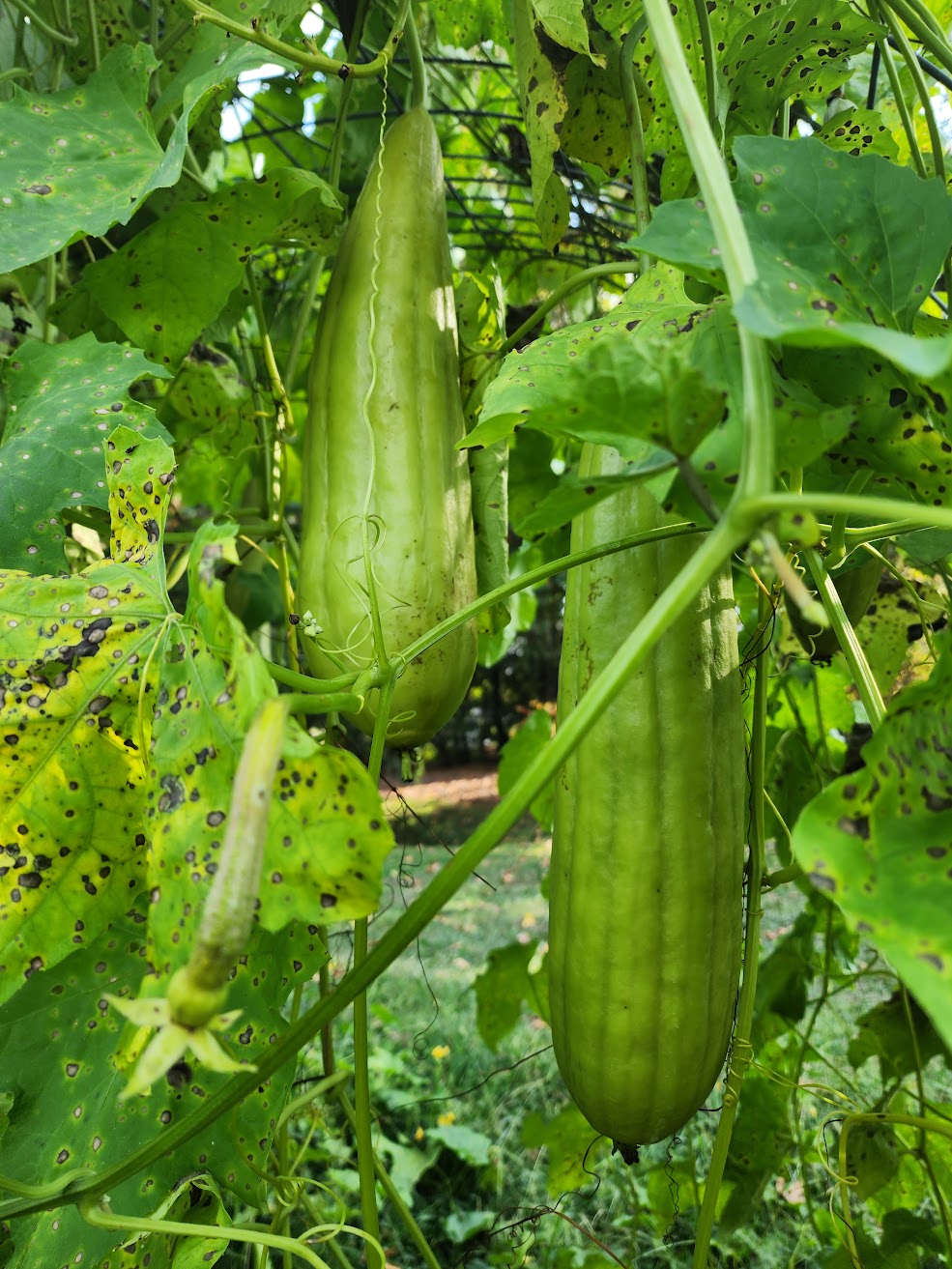 Luffa