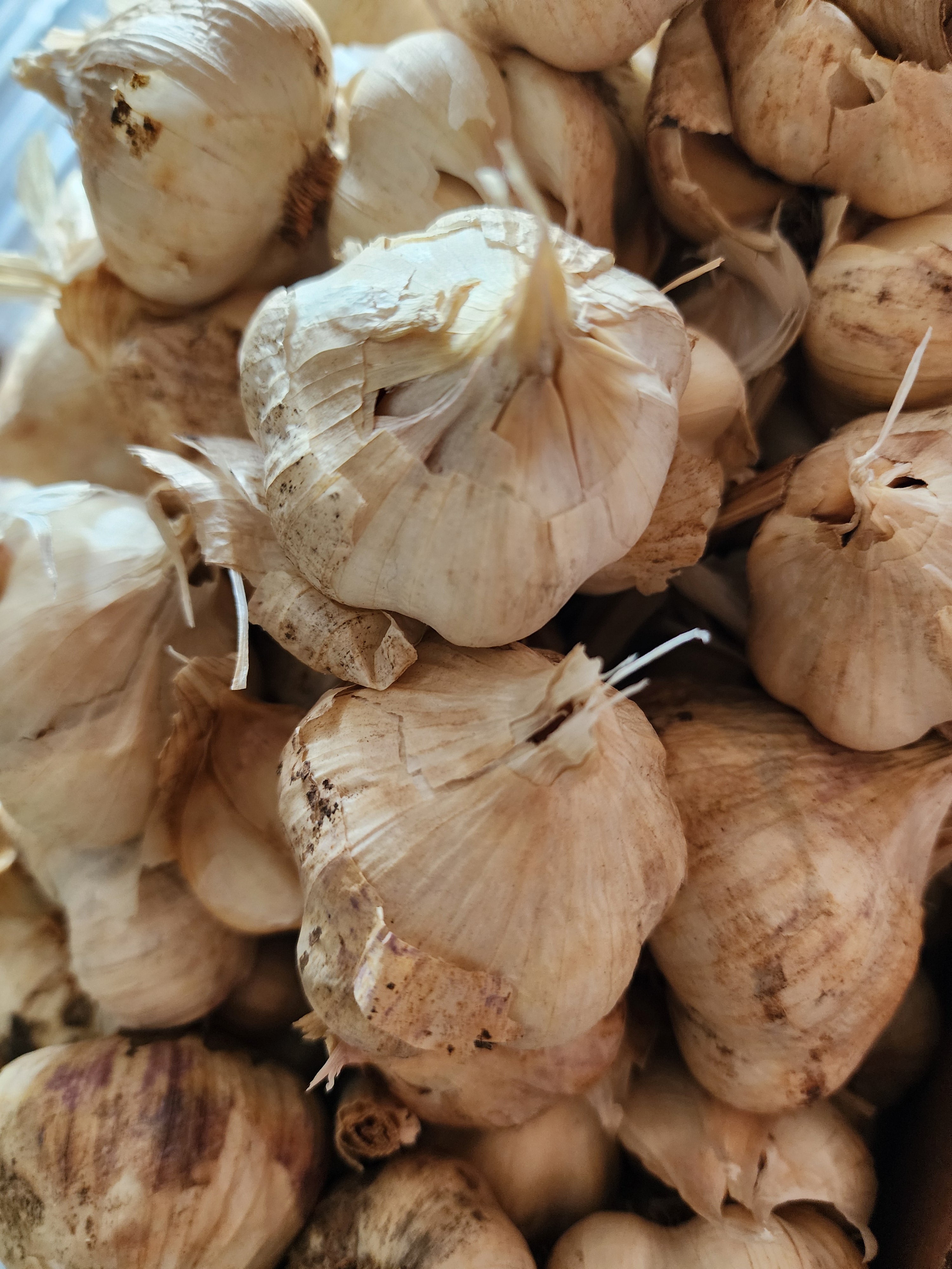 Inchelium Red Softneck Garlic