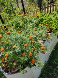 Orange Flame Marigold