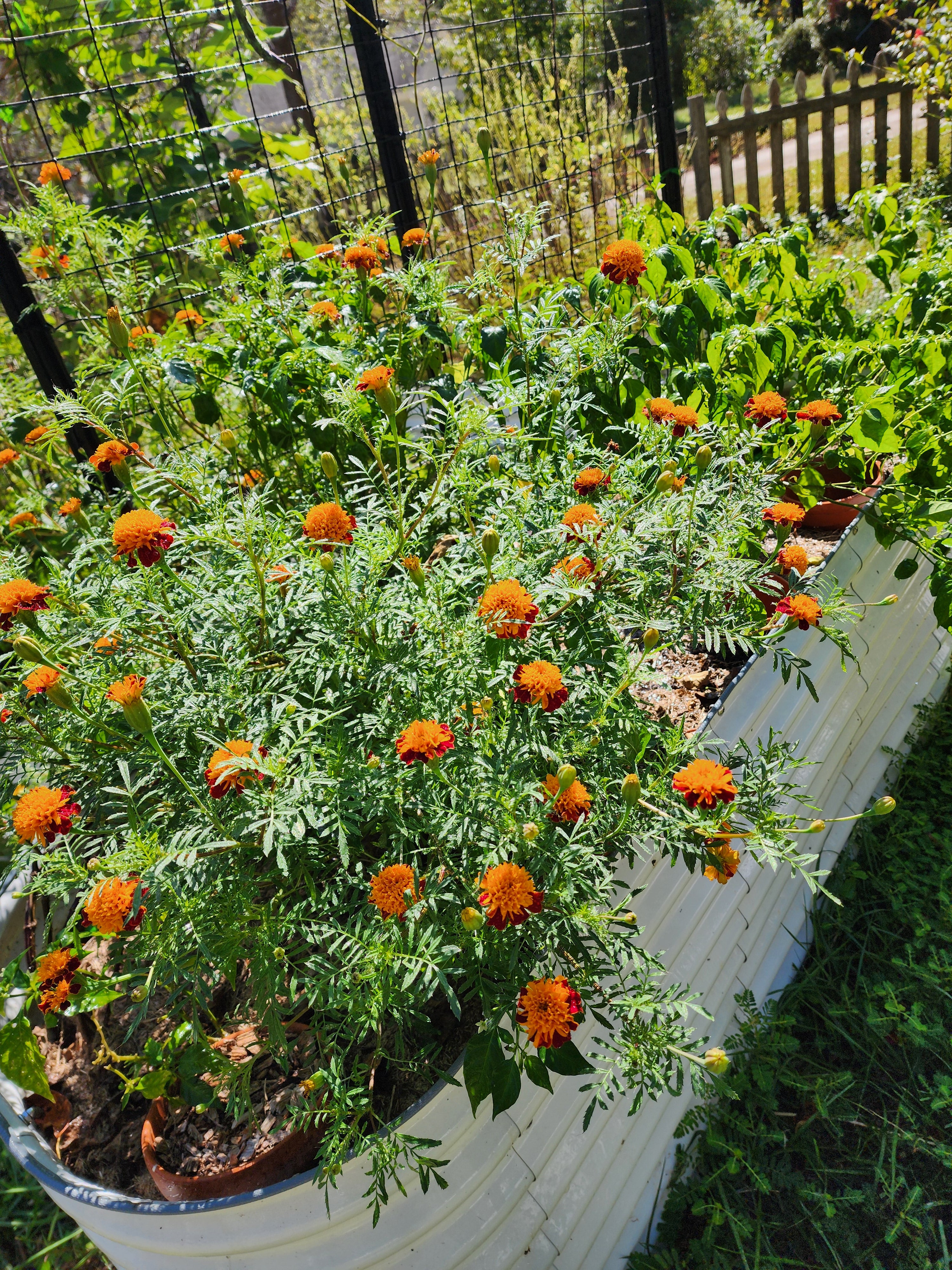 Orange Flame Marigold