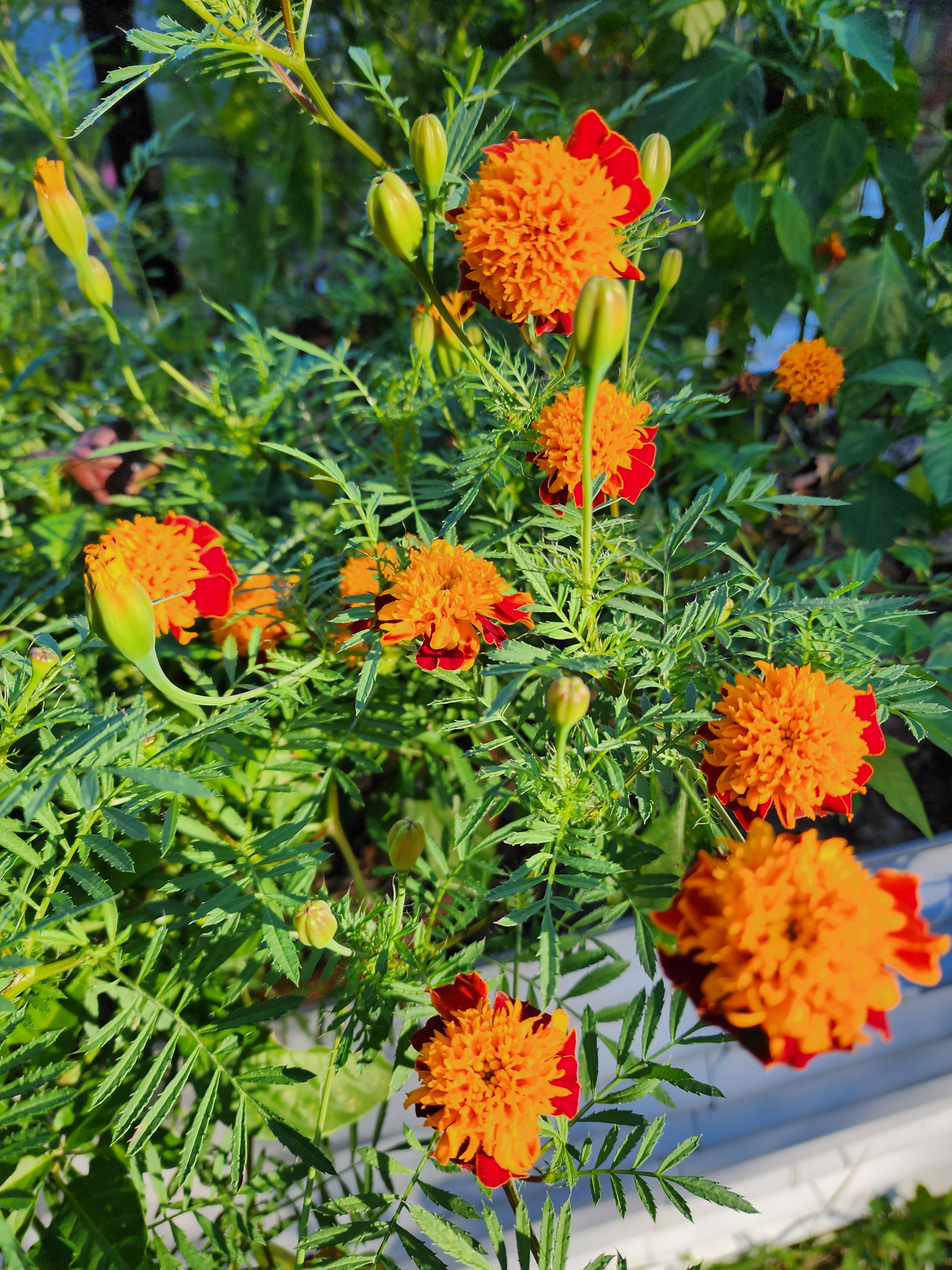 Orange Flame Marigold