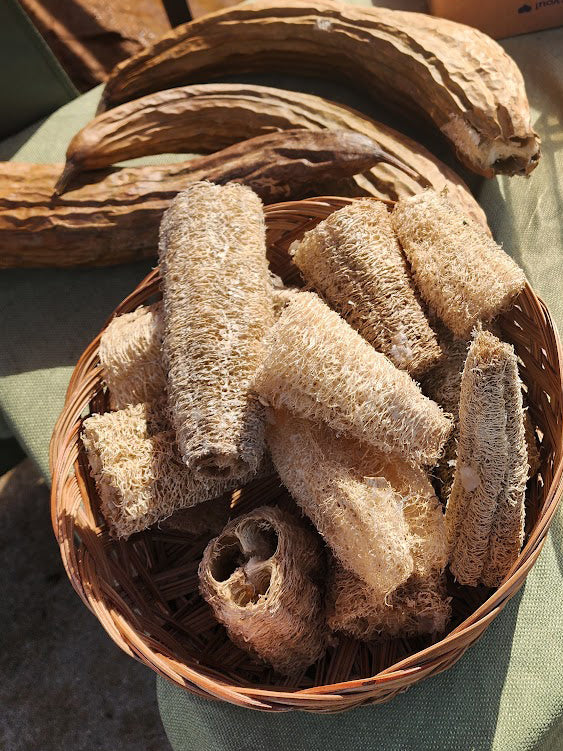 Luffa