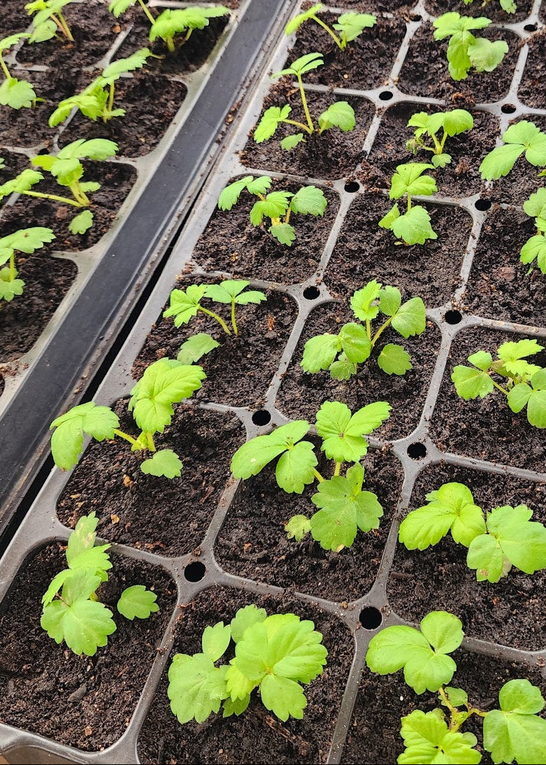 Stout Ollies Compost