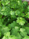 Cilantro