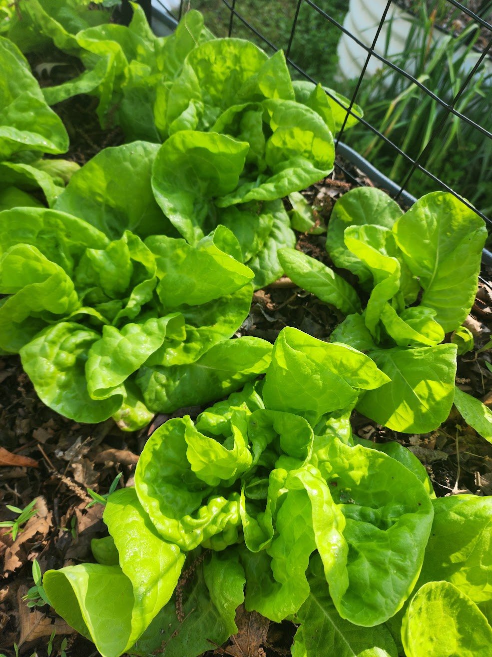 Tennis Ball Lettuce