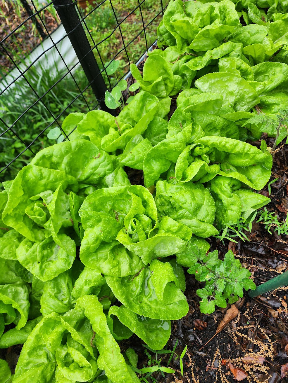 Tennis Ball Lettuce