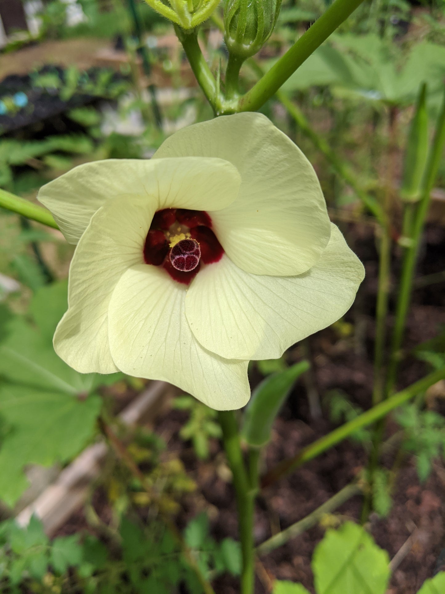 Clemson Spineless Okra