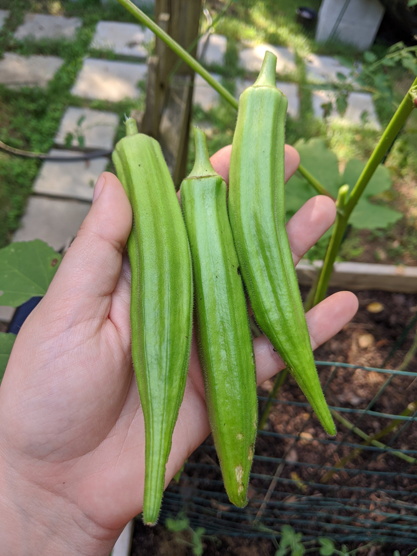 Clemson Spineless Okra