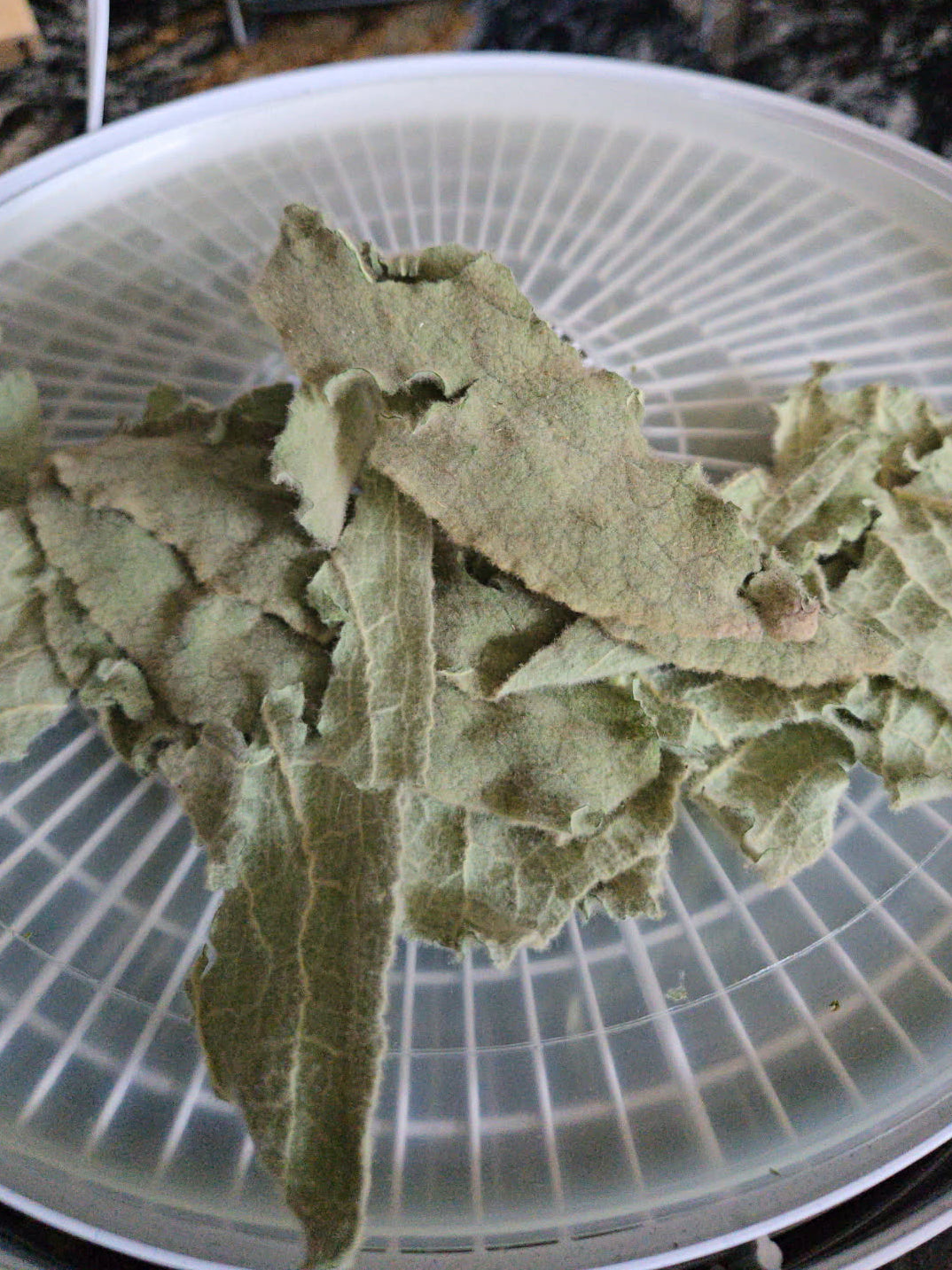 Mullein (Common)