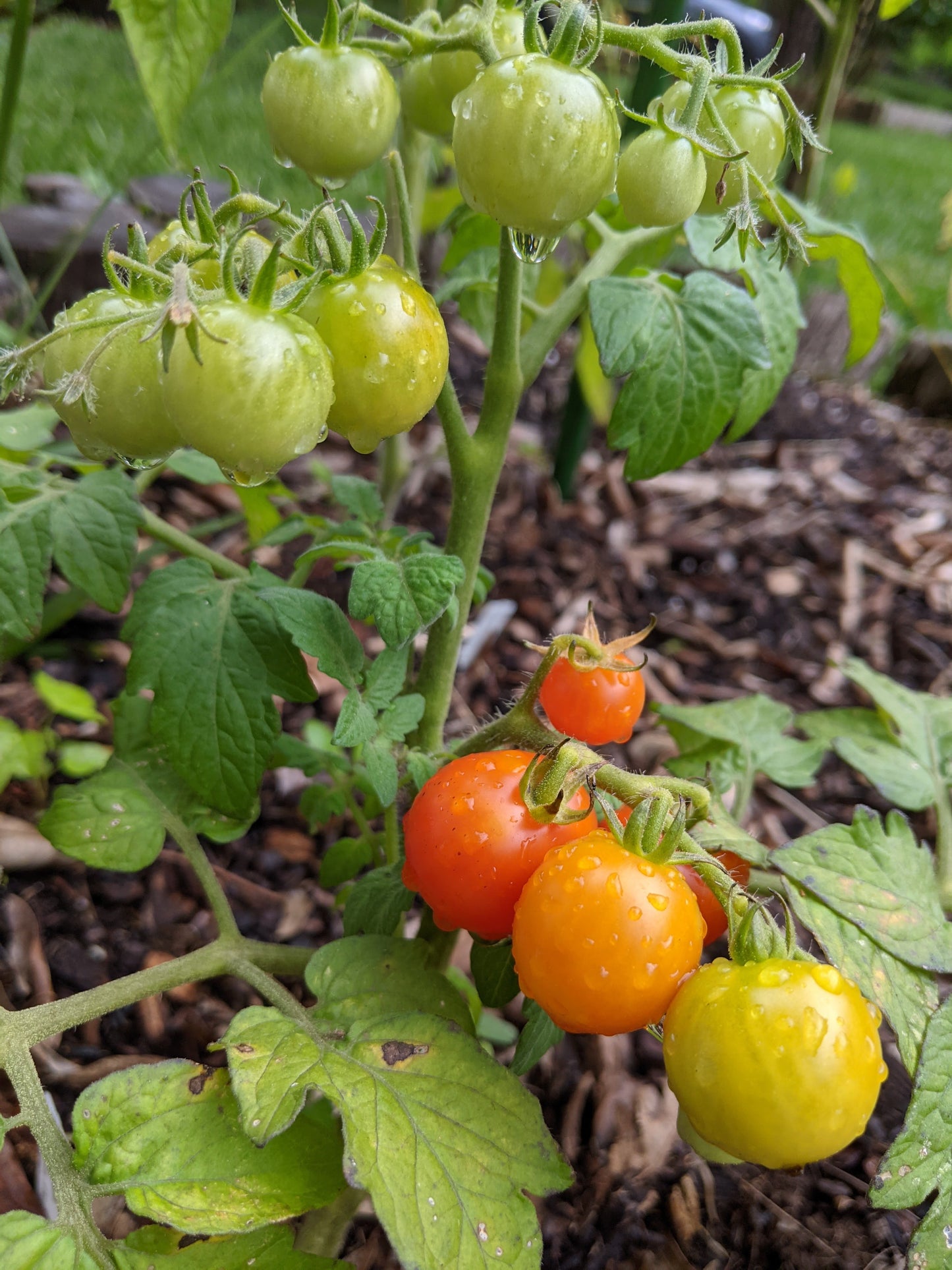 Red Robin Cherry Dwarf Tomato