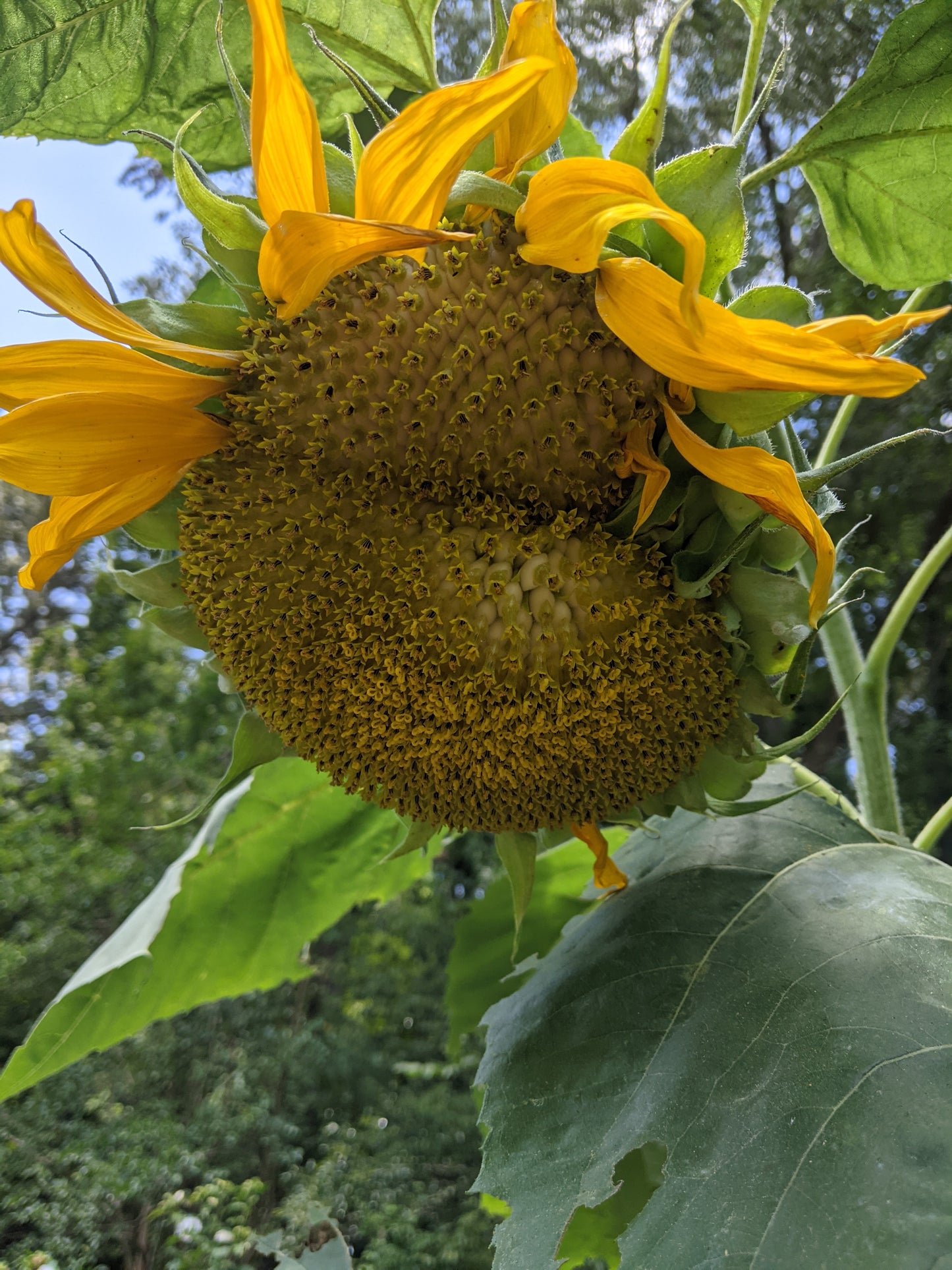 Mammoth Sunflower