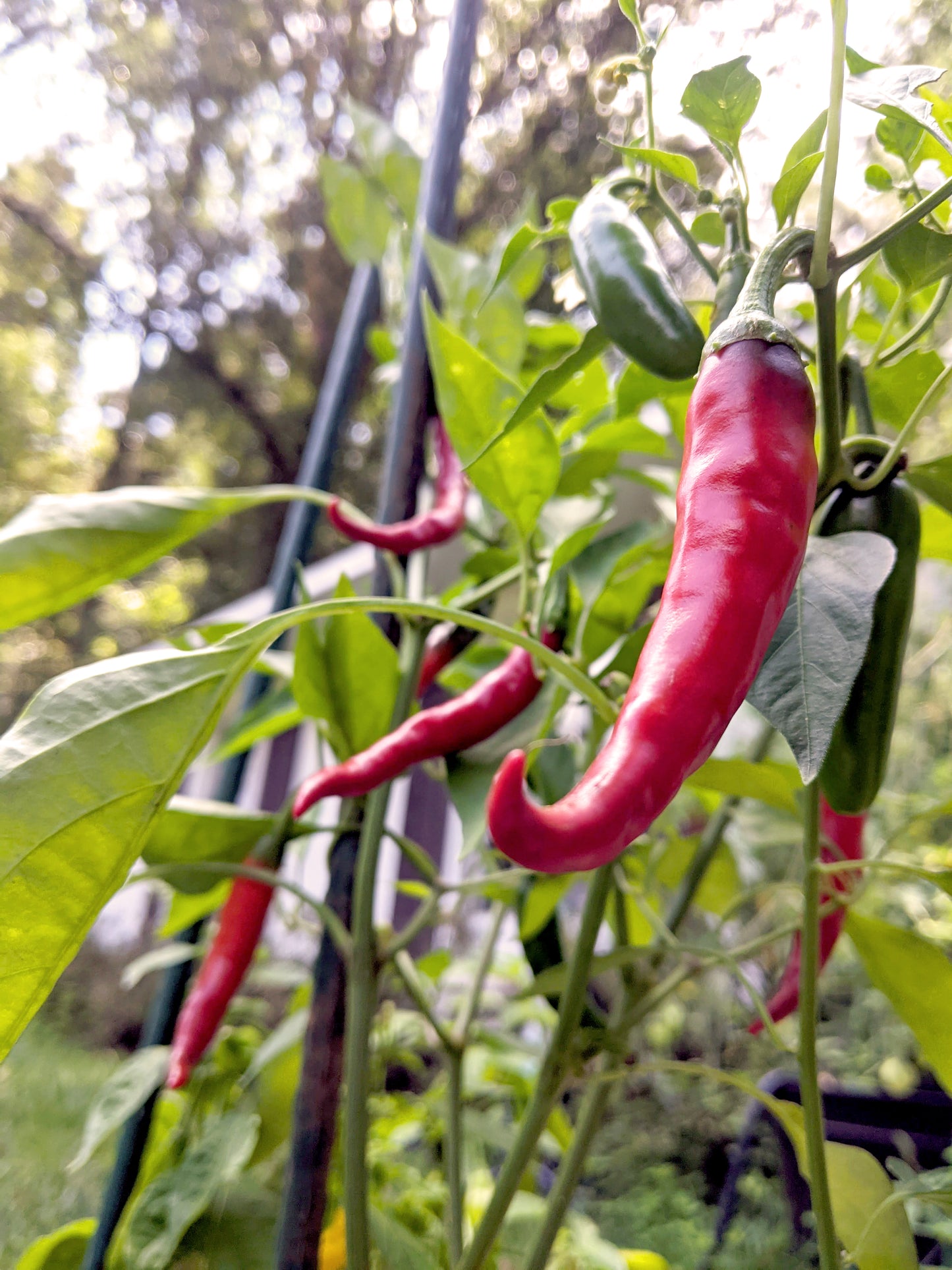 Cayenne Hot Pepper