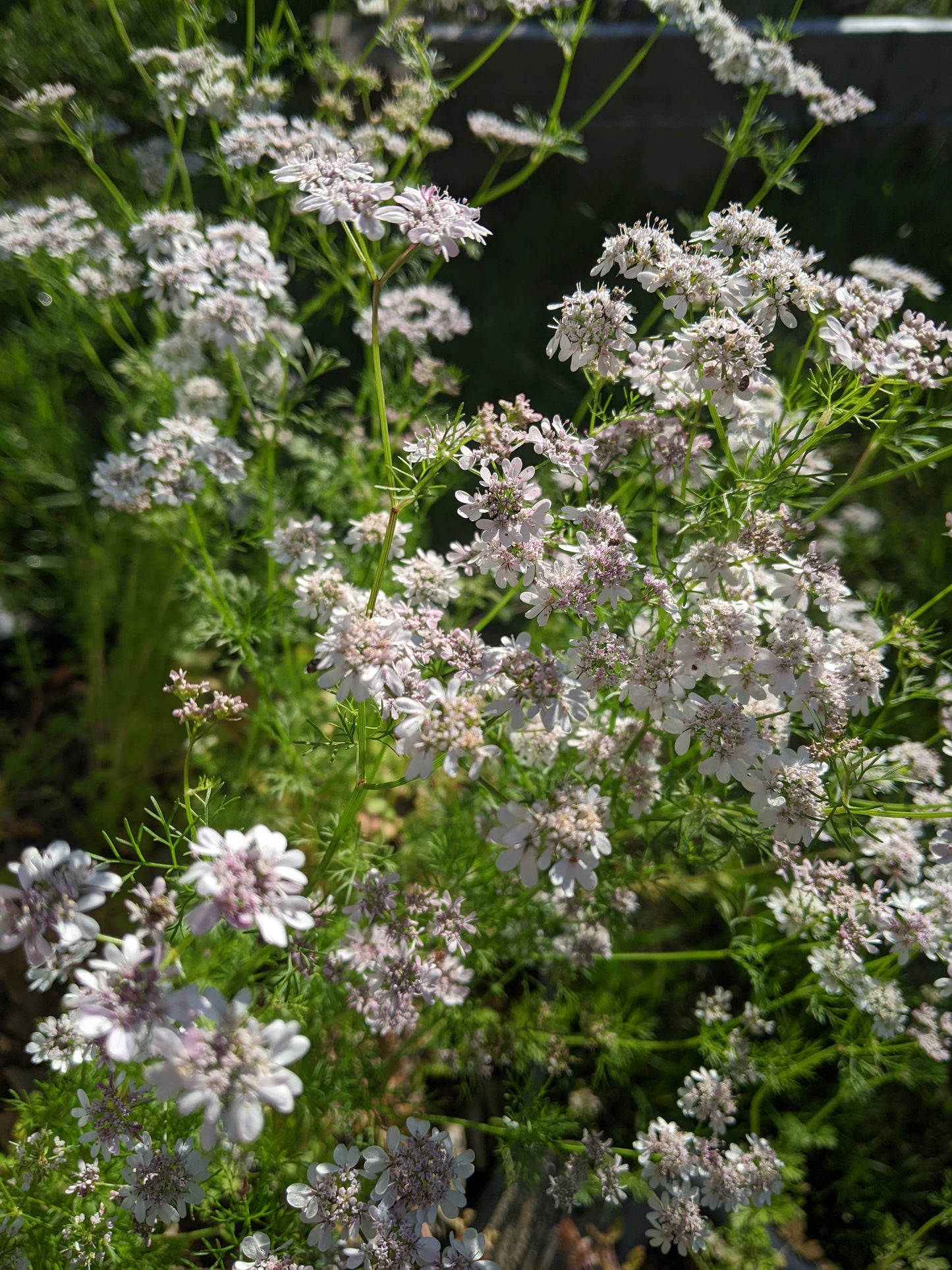 Cilantro