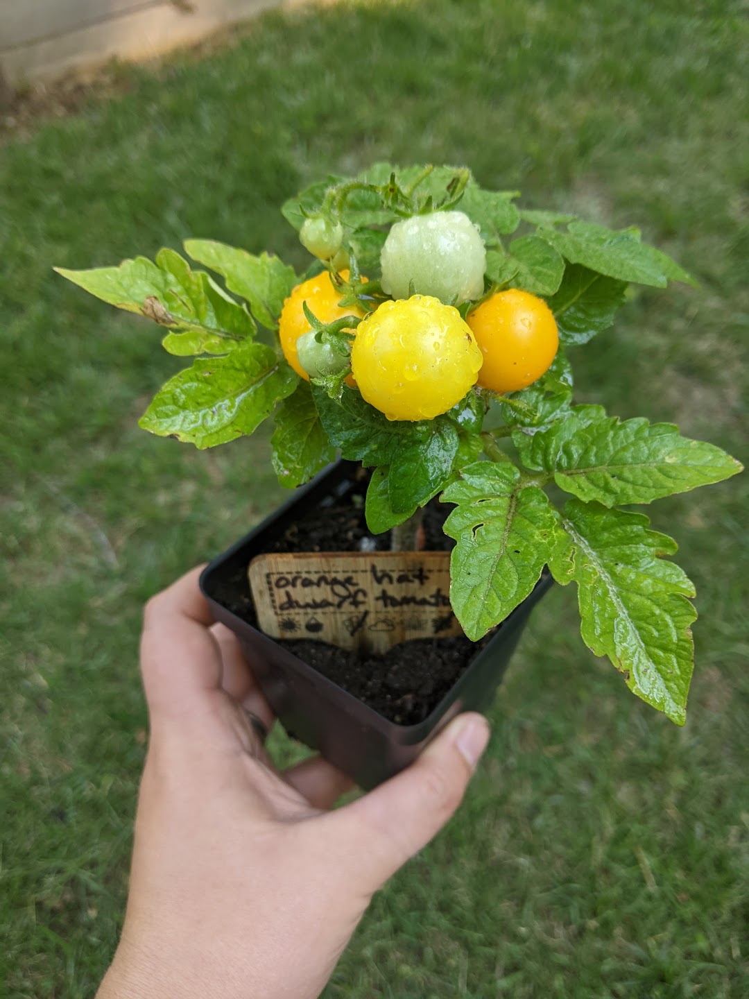 Orange Hat Cherry Microdwarf Tomato