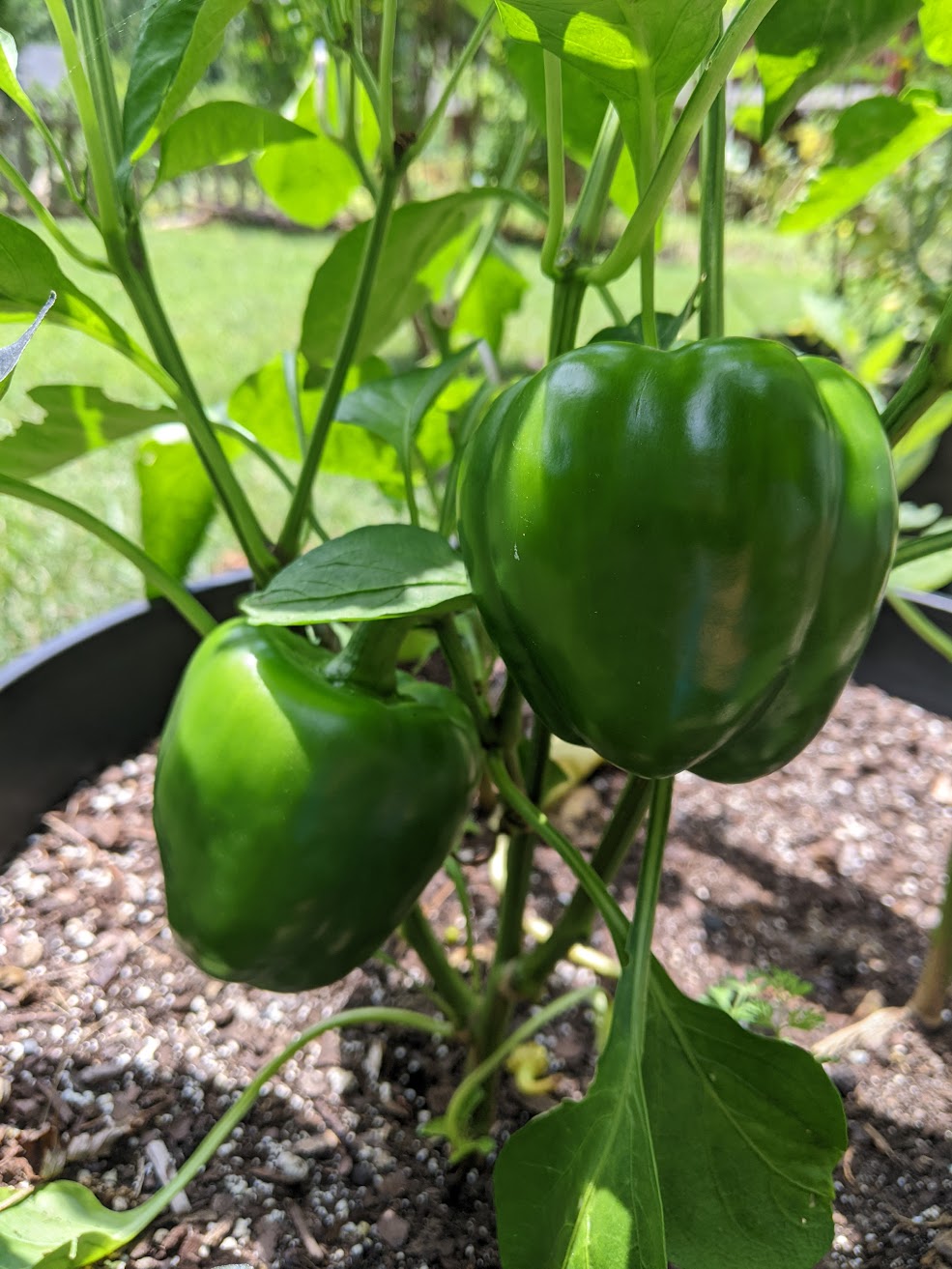 Emerald Giant Bell Pepper