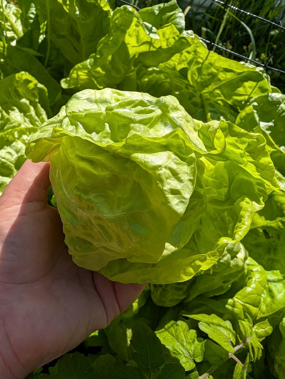 Tennis Ball Lettuce