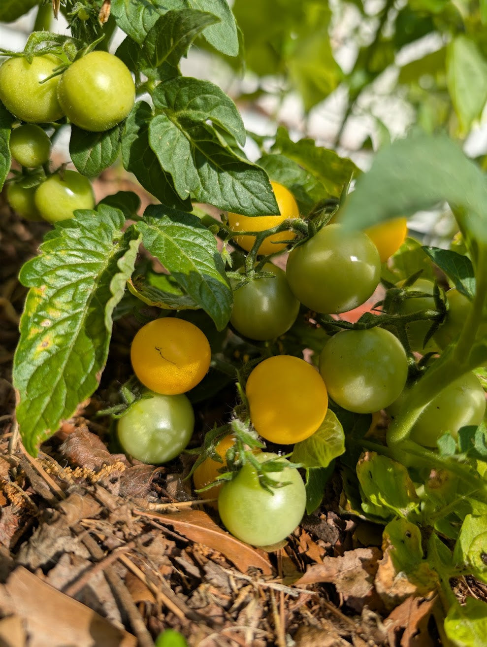 Orange Hat Cherry Microdwarf Tomato