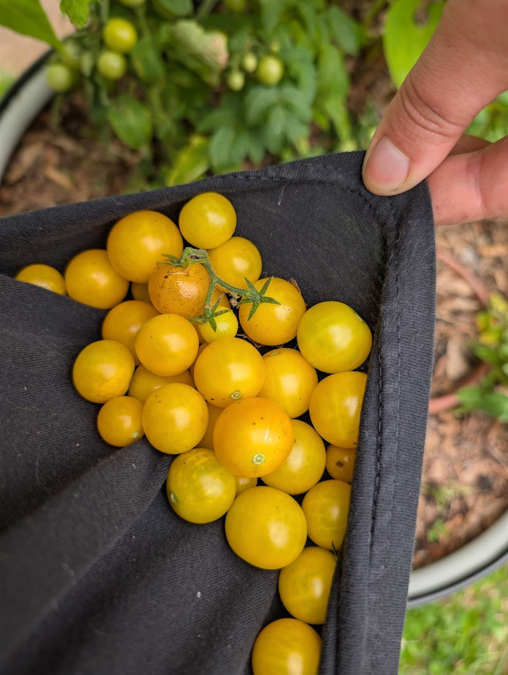 Orange Hat Cherry Microdwarf Tomato