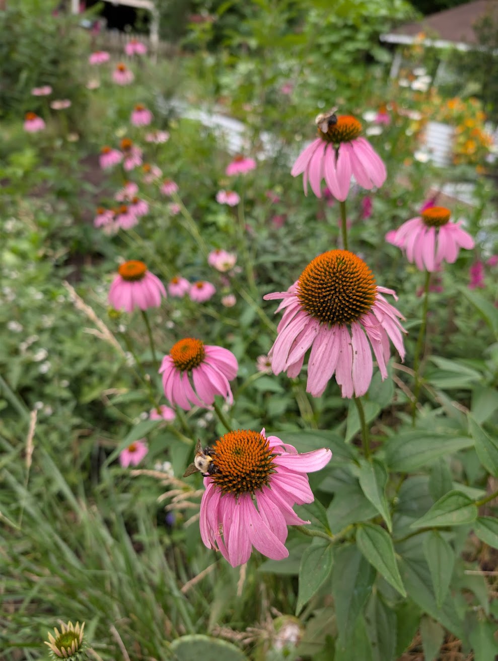 Echinacea (Coneflower)