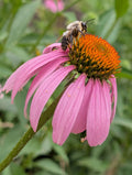 Echinacea (Coneflower)