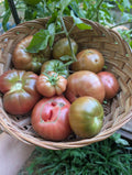 Cherokee Purple Slicer Tomato
