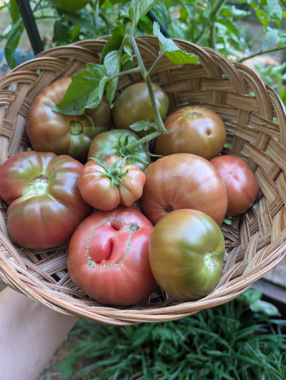 Cherokee Purple Slicer Tomato