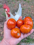 Hannah's Prize Dwarf Tomato