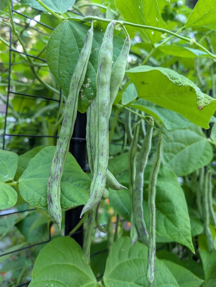 Rattlesnake Pole Bean