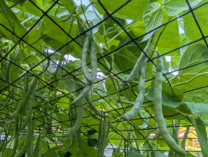 Rattlesnake Pole Bean