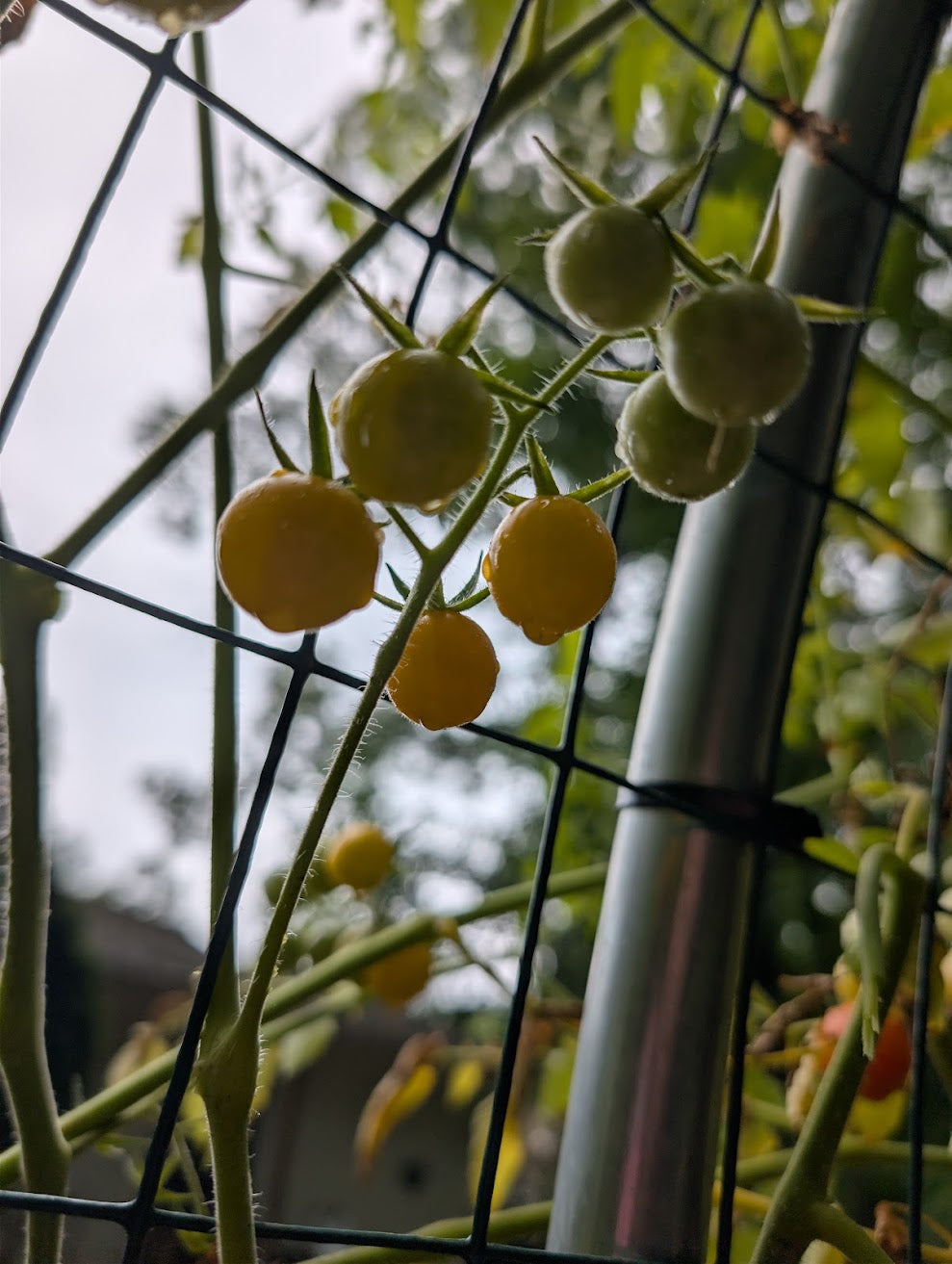 Wild Galápagos Cherry Tomato