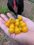 Wild Galápagos Cherry Tomato