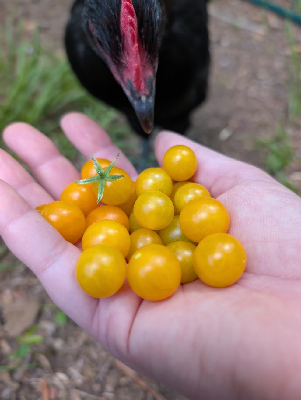 Wild Galápagos Cherry Tomato