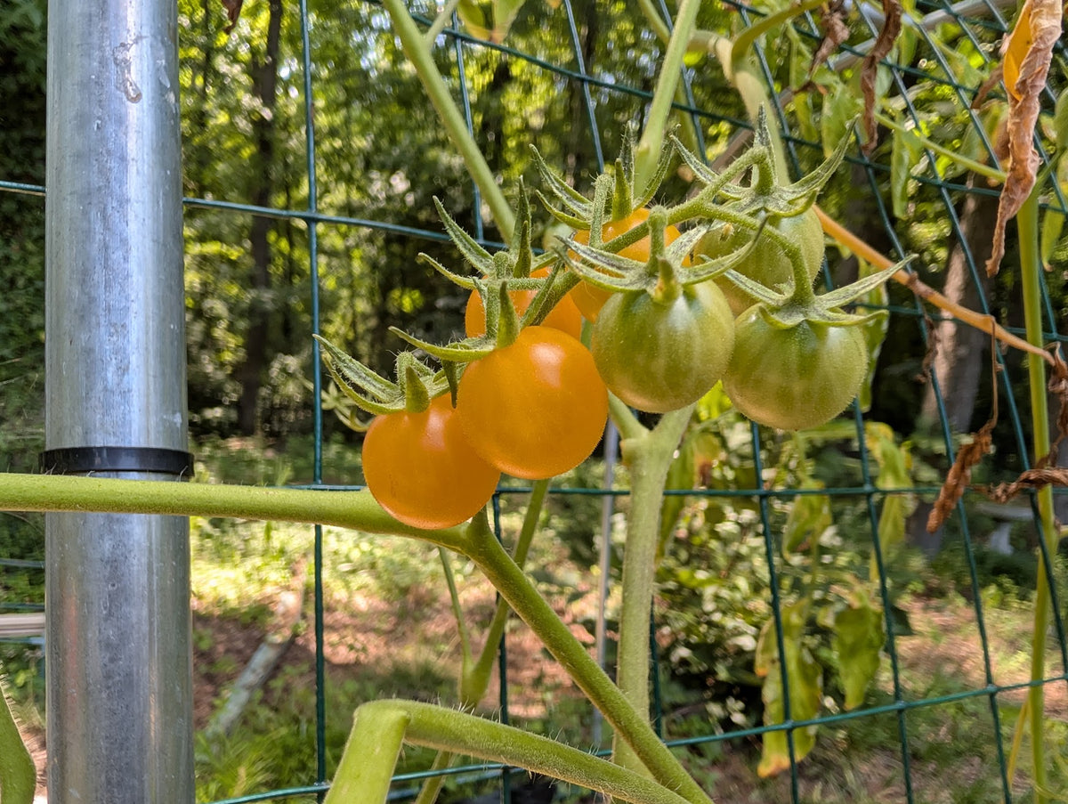 Wild Galápagos Cherry Tomato