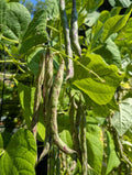 Rattlesnake Pole Bean