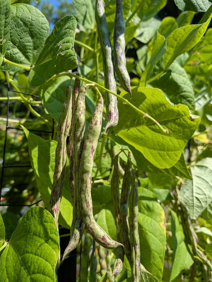 Rattlesnake Pole Bean