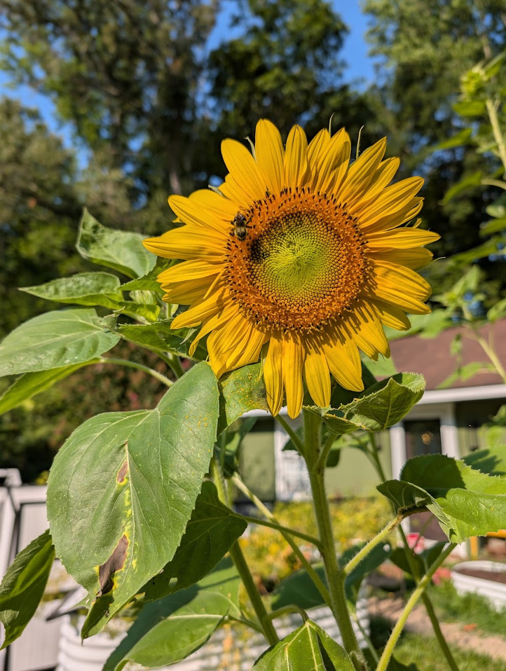 Mammoth Sunflower