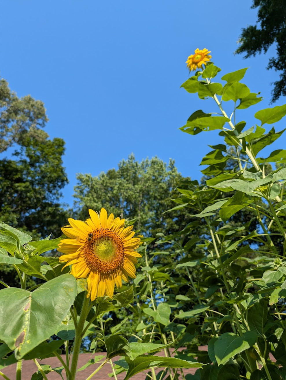 Mammoth Sunflower