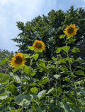 Mammoth Sunflower