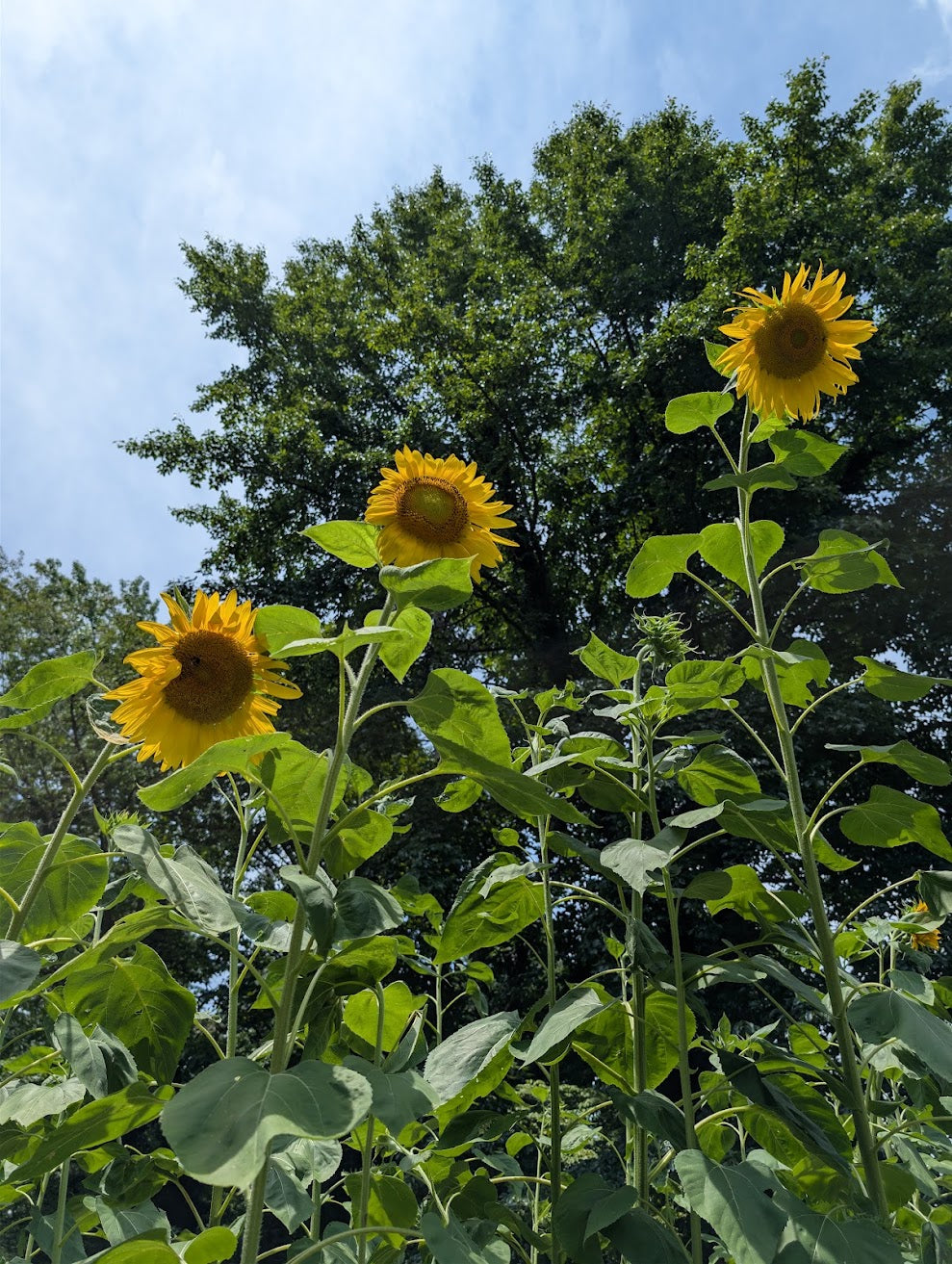 Mammoth Sunflower