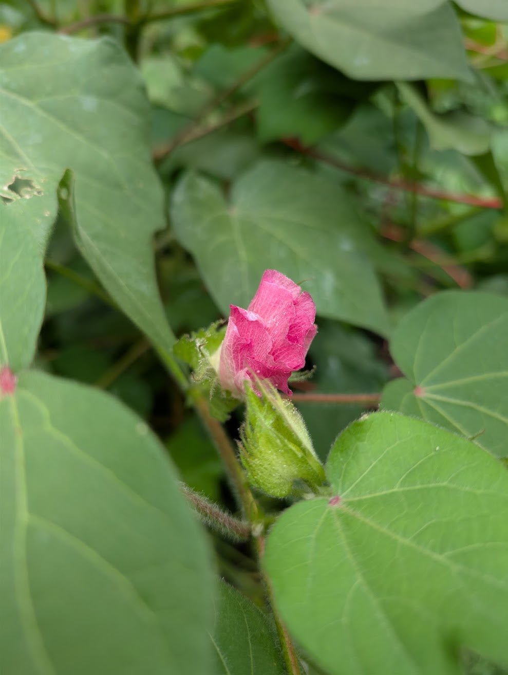 Red Beauty Cotton
