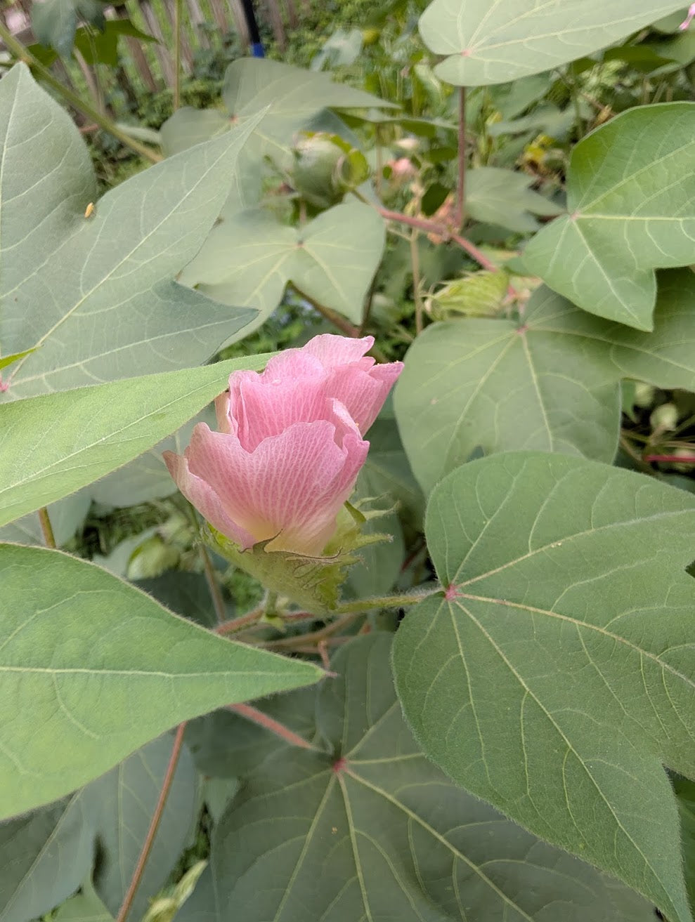 Red Beauty Cotton